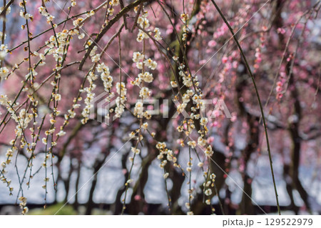 三重県いなべ市農業公園の春を告げる満開の梅林 三重県いなべ市農業公園の春を告げる満開の梅林 129522979