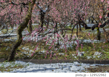 三重県いなべ市農業公園の春を告げる満開の梅林 三重県いなべ市農業公園の春を告げる満開の梅林 129522982