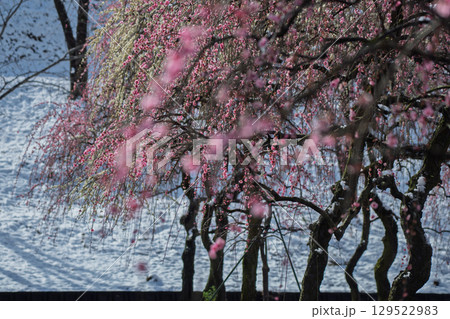 三重県いなべ市農業公園の春を告げる満開の梅林 129522983