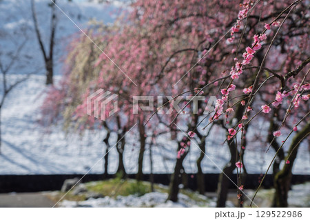 三重県いなべ市農業公園の春を告げる満開の梅林 三重県いなべ市農業公園の春を告げる満開の梅林 129522986