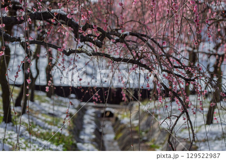 三重県いなべ市農業公園の春を告げる満開の梅林 三重県いなべ市農業公園の春を告げる満開の梅林 129522987
