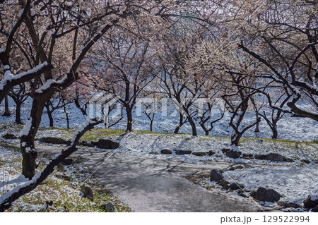 三重県いなべ市農業公園の春を告げる満開の梅林 三重県いなべ市農業公園の春を告げる満開の梅林 129522994