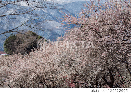 三重県いなべ市農業公園の春を告げる満開の梅林 三重県いなべ市農業公園の春を告げる満開の梅林 129522995