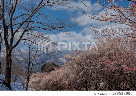三重県いなべ市農業公園の春を告げる満開の梅林 三重県いなべ市農業公園の春を告げる満開の梅林 129522996