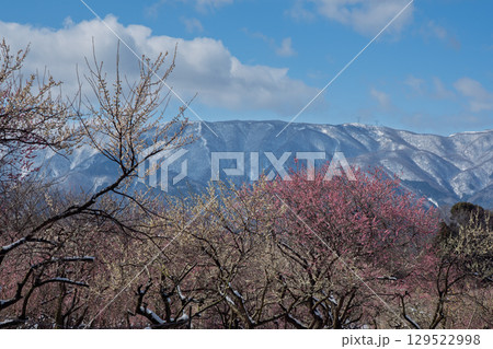 三重県いなべ市農業公園の春を告げる満開の梅林 129522998