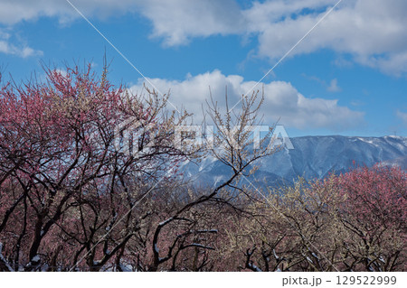 三重県いなべ市農業公園の春を告げる満開の梅林 三重県いなべ市農業公園の春を告げる満開の梅林 129522999