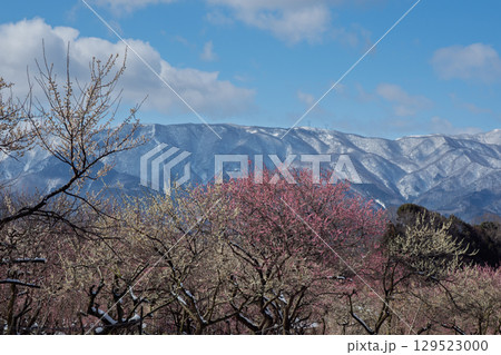 三重県いなべ市農業公園の春を告げる満開の梅林 三重県いなべ市農業公園の春を告げる満開の梅林 129523000