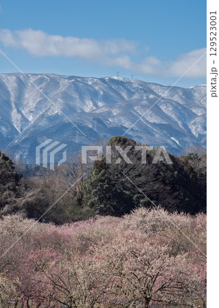 三重県いなべ市農業公園の春を告げる満開の梅林 三重県いなべ市農業公園の春を告げる満開の梅林 129523001
