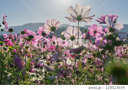 奈良県橿原市の秋本番を迎えた藤原京旧跡で撮影したコスモス 129523034
