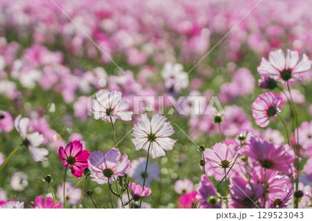 奈良県橿原市の秋本番を迎えた藤原京旧跡で撮影したコスモス 129523043