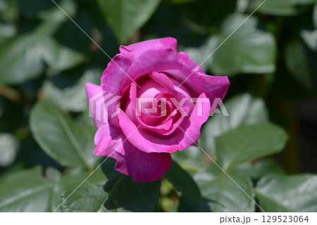 シャルト・ルーズ・ドゥ・パルム バラの花 シャルト・ルーズ・ドゥ・パルム バラの花 129523064