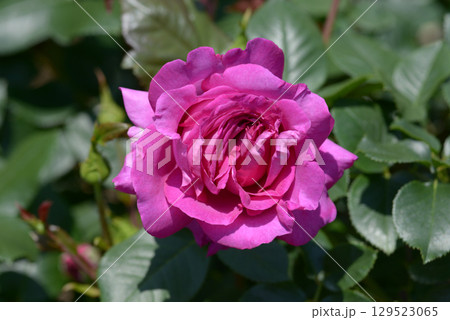 シャルト・ルーズ・ドゥ・パルム バラの花 シャルト・ルーズ・ドゥ・パルム バラの花 129523065