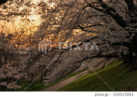 京都府八幡市の背割り堤の桜を撮影 京都府八幡市の背割り堤の桜を撮影 129523091