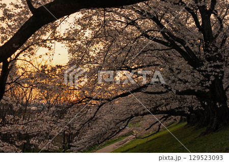 京都府八幡市の背割り堤の桜を撮影 京都府八幡市の背割り堤の桜を撮影 129523093