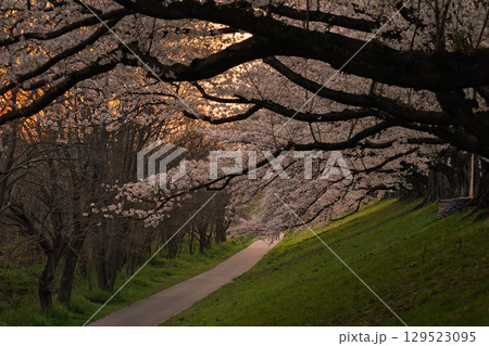 京都府八幡市の背割り堤の桜を撮影 129523095