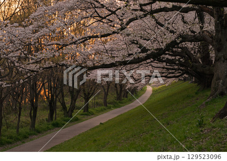 京都府八幡市の背割り堤の桜を撮影 京都府八幡市の背割り堤の桜を撮影 129523096