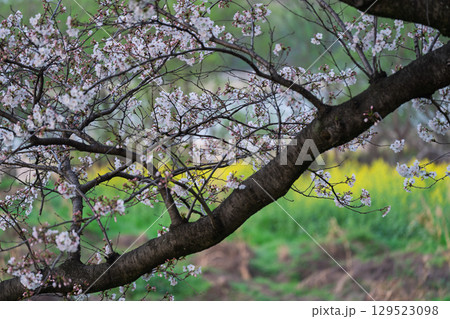 京都府八幡市の背割り堤の桜を撮影 京都府八幡市の背割り堤の桜を撮影 129523098