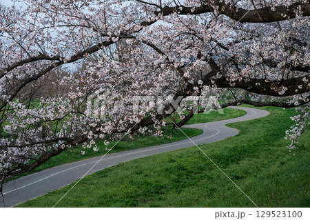 京都府八幡市の背割り堤の桜を撮影 129523100