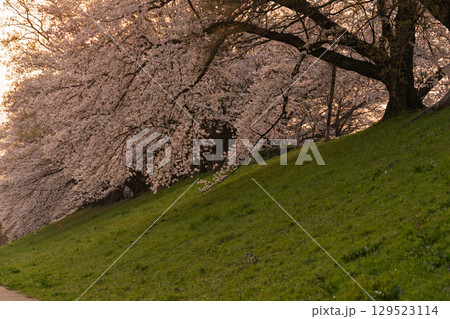 京都府八幡市の背割り堤の桜を撮影 129523114