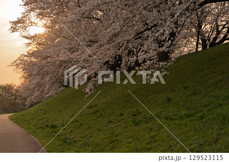 京都府八幡市の背割り堤の桜を撮影 京都府八幡市の背割り堤の桜を撮影 129523115