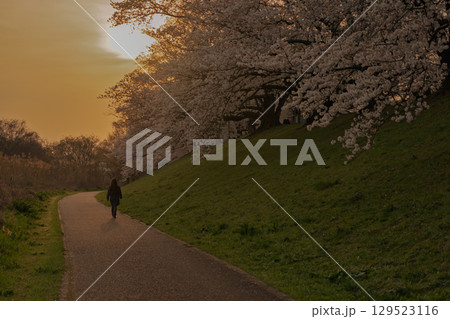 京都府八幡市の背割り堤の桜を撮影 129523116