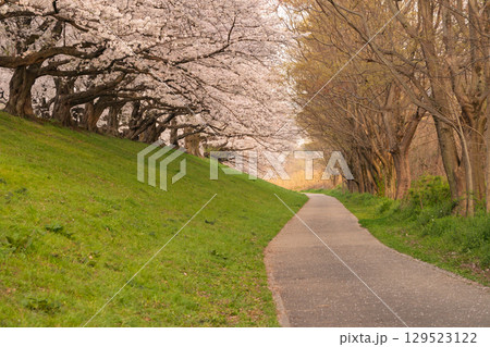 京都府八幡市の背割り堤の桜を撮影 129523122