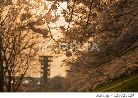 京都府八幡市の背割り堤の桜を撮影 129523124