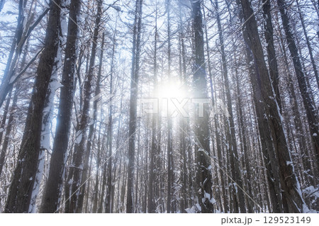 森の新雪　木漏れ日の風景（恩原湖周辺） 129523149