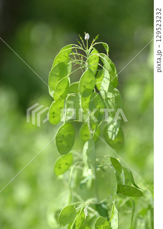 ゴウダソウ 129523232