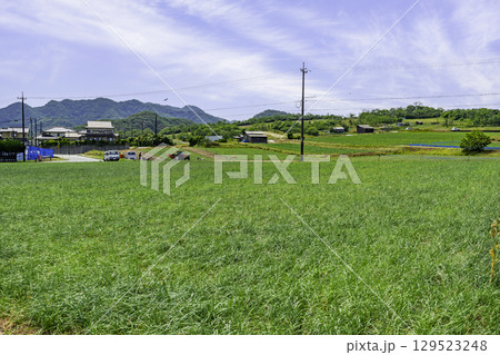 鳥取砂丘 らっきょう畑 鳥取県鳥取市 鳥取砂丘 らっきょう畑 鳥取県鳥取市 129523248