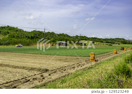 鳥取砂丘　らっきょう畑　鳥取県鳥取市 129523249