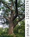 クスノキ 129523374
