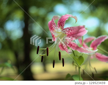 猛暑の8月に咲いた美しいピンク色の鹿の子百合(カノコユリ)の花 猛暑の8月に咲いた美しいピンク色の鹿の子百合(カノコユリ)の花 129523439