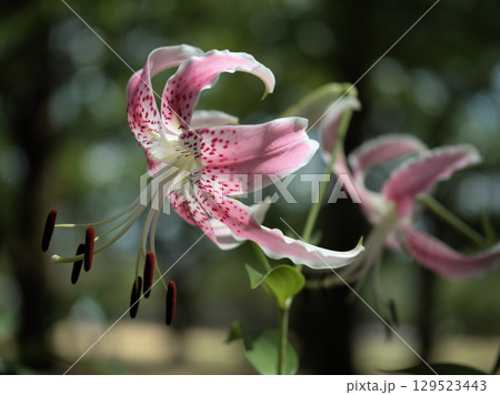 猛暑の8月に咲いた美しいピンク色の鹿の子百合（カノコユリ）の花 129523443
