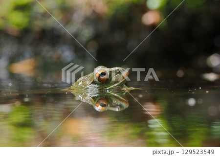 森の中の池にいたモリアオガエル 129523549