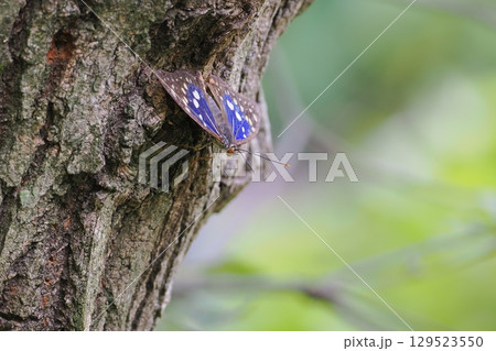 樹液を吸いに来たオオムラサキ 129523550