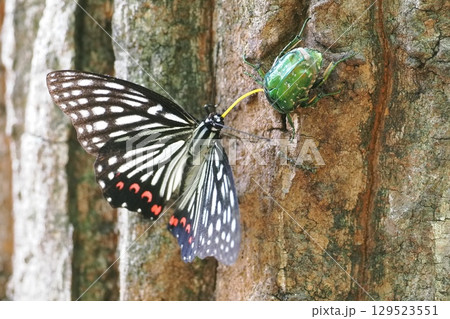 樹液を吸いに来たアカボシゴマダラ 樹液を吸いに来たアカボシゴマダラ 129523551