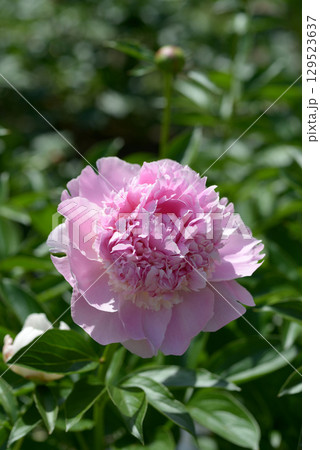 ラズベリーサンダー シャクヤク ラズベリーサンダー シャクヤク 129523637