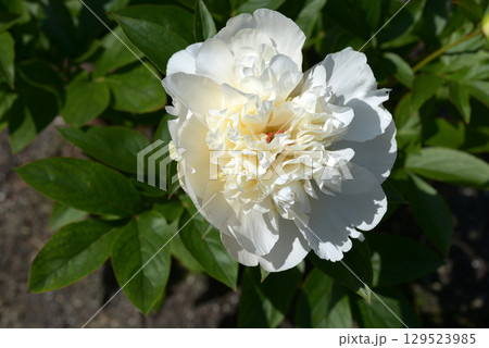 花香殿 シャクヤク 花香殿 シャクヤク 129523985