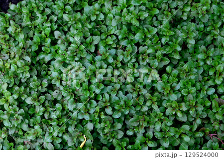 Watercress (Nasturtium officinale), Green leaves for the background 129524000
