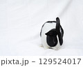 白布の上で丸くなるうさぎ 129524017