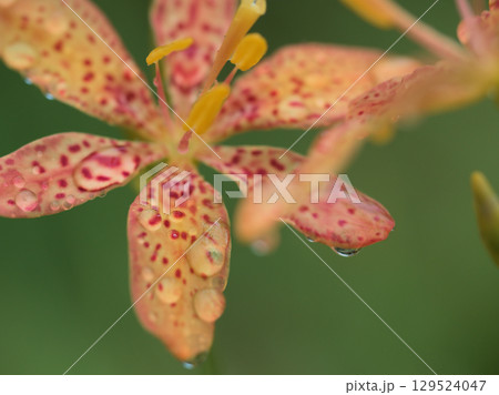 雨の8月に美しく咲いたオレンジ色の檜扇(ヒオウギ)の花 雨の8月に美しく咲いたオレンジ色の檜扇(ヒオウギ)の花 129524047