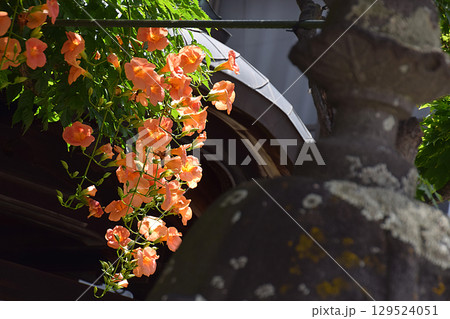 古刹を飾るノウゼンカズラの花(Campsis grandiflora,trumpet flower) 古刹を飾るノウゼンカズラの花(Campsis grandiflora,trumpet flower) 129524051