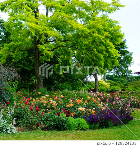 十勝ヒルズ　北海道 129524135