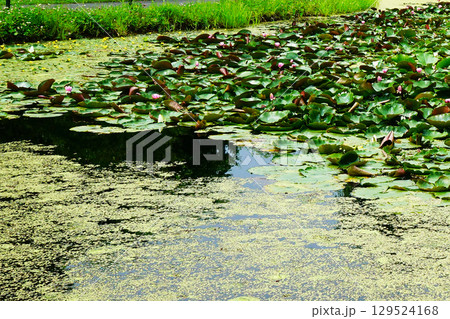 十勝ヒルズ　北海道 129524168