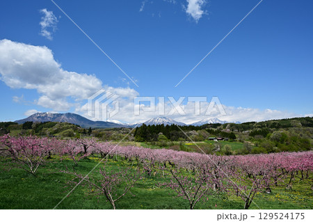春の花が咲く丹霞郷と北信の山々と青空と 129524175