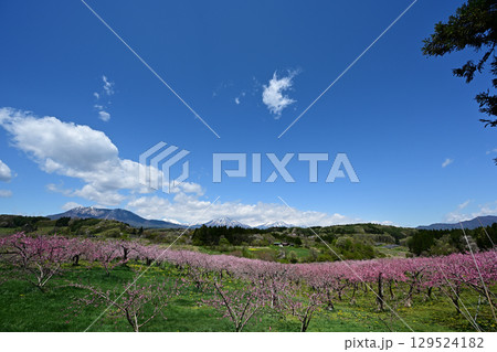 春の花が咲く丹霞郷と北信の山々と青空と 春の花が咲く丹霞郷と北信の山々と青空と 129524182