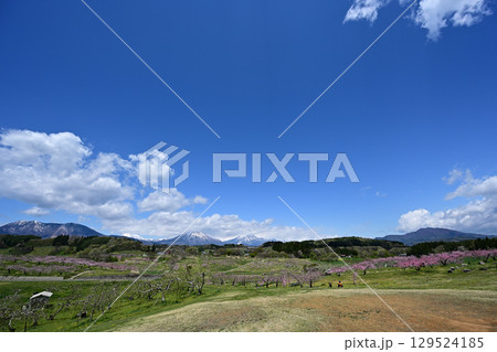 春の花が咲く丹霞郷と北信の山々と青空と 春の花が咲く丹霞郷と北信の山々と青空と 129524185
