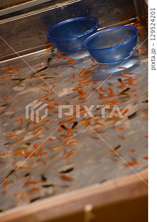 Goldfish scooping / 夏祭りの出店，風物詩～屋台の金魚すくいの光景 129524201