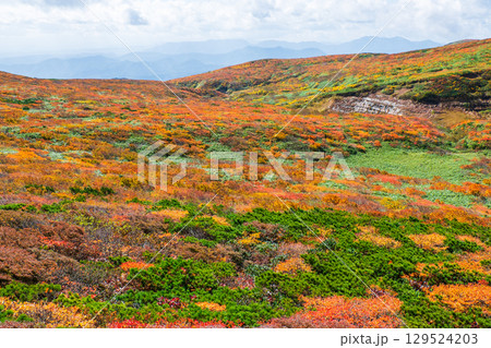 栗駒山の紅葉 栗駒山の紅葉 129524203